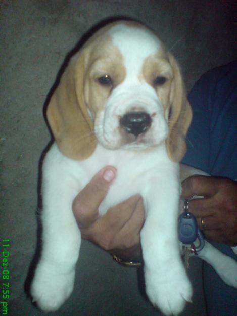 Beagle bicolor - Pret | Preturi Beagle bicolor