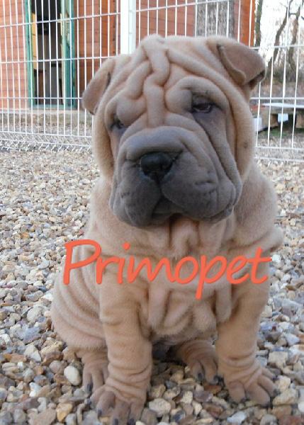 Va oferim spre vanzare catelusi Shar-Pei Roscat - Pret | Preturi Va oferim spre vanzare catelusi Shar-Pei Roscat