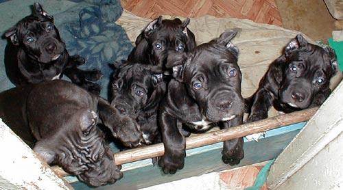 Cane Corso - Pret | Preturi Cane Corso