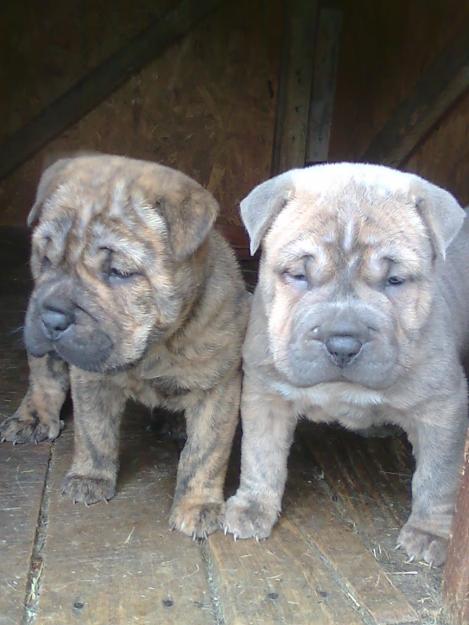 Vand catei SHAR-PEI. - Pret | Preturi Vand catei SHAR-PEI.