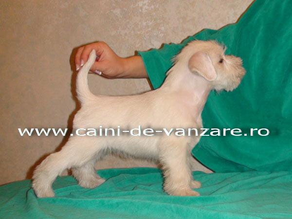 Schnauzer Pitic de vanzare - Sare si Pipier | Negri | 2 luni - Pret | Preturi Schnauzer Pitic de vanzare - Sare si Pipier | Negri | 2 luni