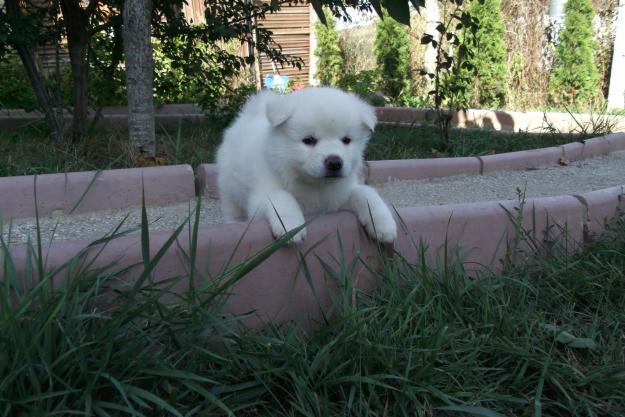 Akita Inu puiuti superbi - Pret | Preturi Akita Inu puiuti superbi