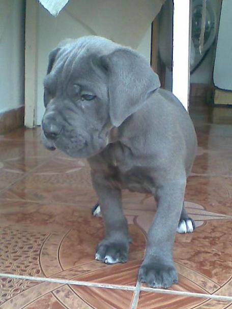 vand Cane Corso Albatri - Pret | Preturi vand Cane Corso Albatri