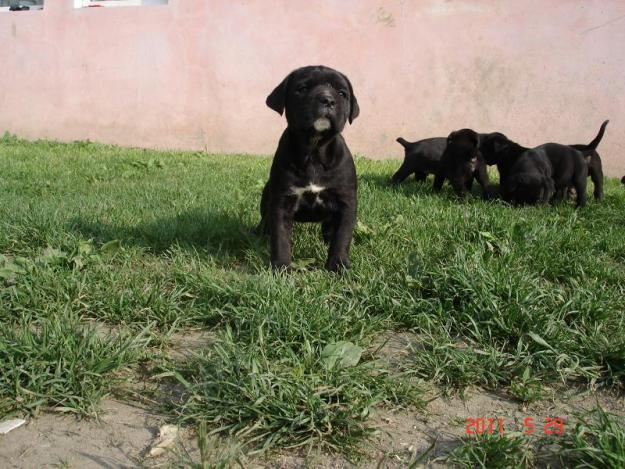 vand catei cane corso - Pret | Preturi vand catei cane corso