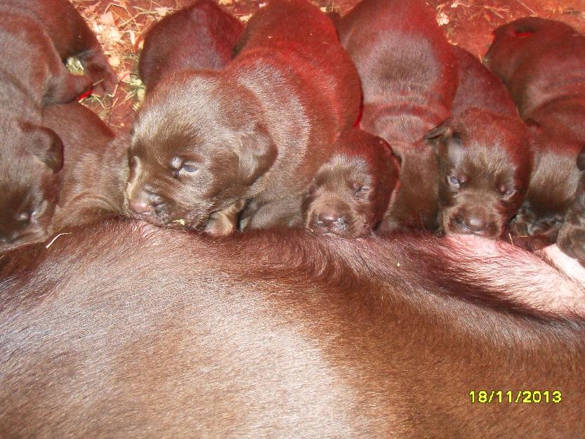 pui labrador ciocolatii cu pedigree - Pret | Preturi pui labrador ciocolatii cu pedigree