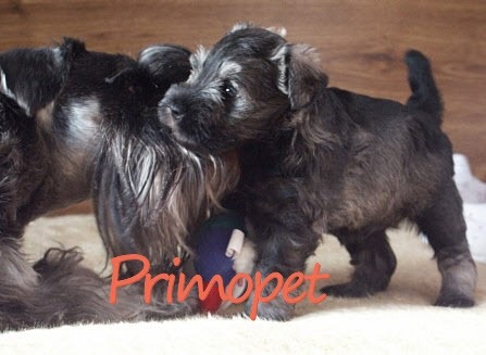 Catei Schnauzer Sare-Piper de Vanzare - Pret | Preturi Catei Schnauzer Sare-Piper de Vanzare