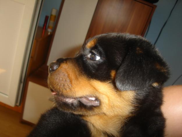 Vand pui Rottweiler ELITE - Pret | Preturi Vand pui Rottweiler ELITE