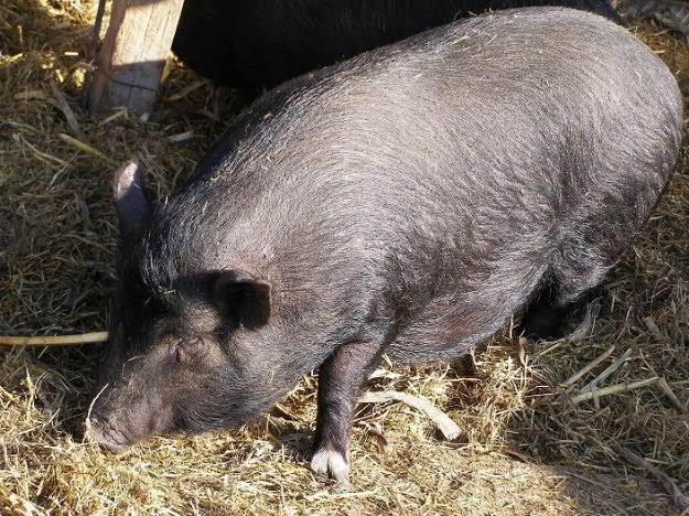 Vand Porci Vietnamezi Rasa Pura - Pret | Preturi Vand Porci Vietnamezi Rasa Pura