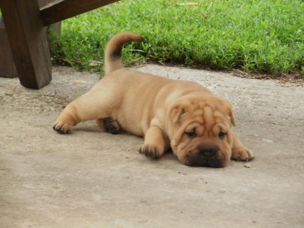 Shar-Pei de vanzare disponibili acum de Craciun - Pret | Preturi Shar-Pei de vanzare disponibili acum de Craciun