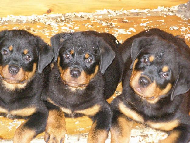 pui rottweiler - Pret | Preturi pui rottweiler