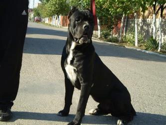 VAND PUI CANE CORSO - Pret | Preturi VAND PUI CANE CORSO