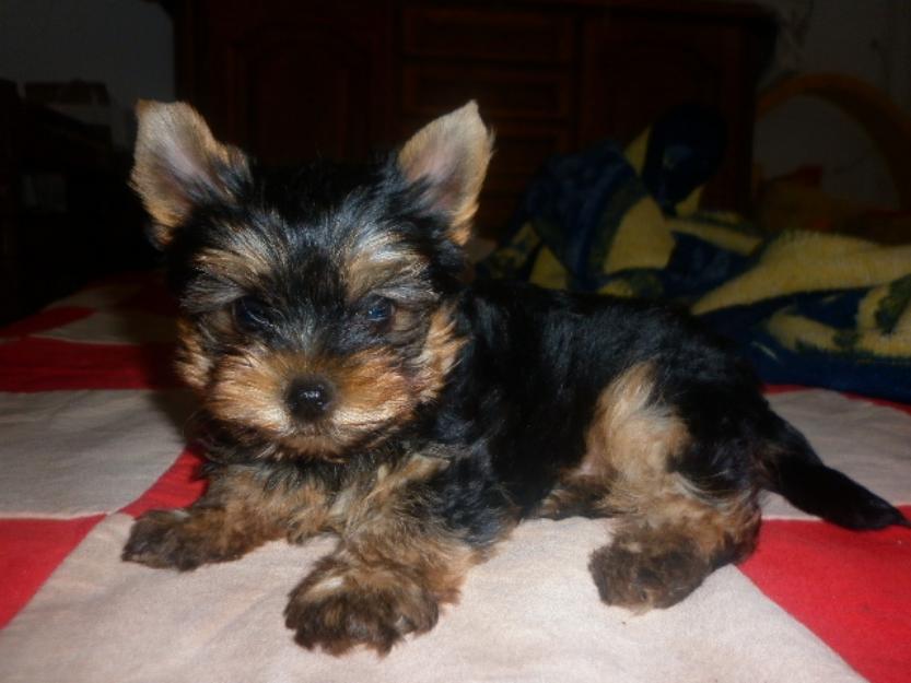 Vand catelusi Yorkshire Terrier foarte frumosi si sanatosi cu varsta de 8 saptamani insoti - Pret | Preturi Vand catelusi Yorkshire Terrier foarte frumosi si sanatosi cu varsta de 8 saptamani insoti