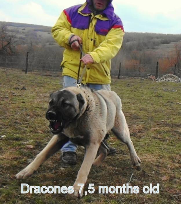 Pui Kagal Dracones cu pedigree - Pret | Preturi Pui Kagal Dracones cu pedigree