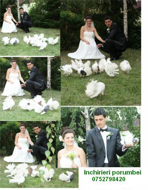 Inchirieri porumbei albi pentru nunti! - Pret | Preturi Inchirieri porumbei albi pentru nunti!