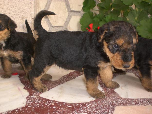 Vand caini airedale terrier si jagdterrier - Pret | Preturi Vand caini airedale terrier si jagdterrier