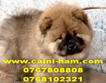 chow chow, shar pei de vanzrae - Pret | Preturi chow chow, shar pei de vanzrae