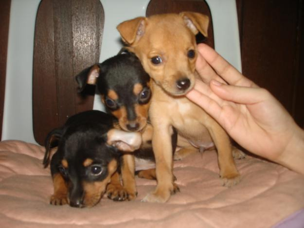 vand catelusi Pinscher pitic - Pret | Preturi vand catelusi Pinscher pitic