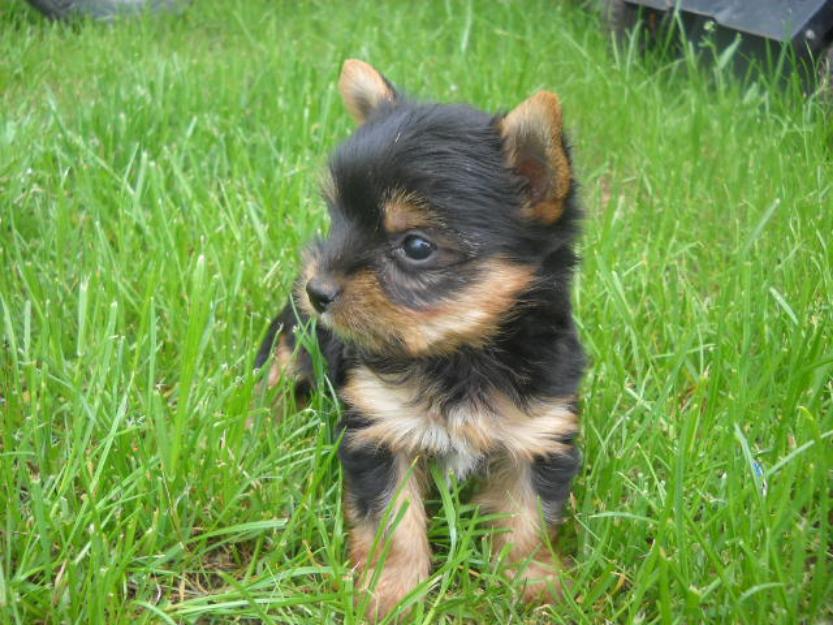 yorkshire terrier de vanzare - Pret | Preturi yorkshire terrier de vanzare