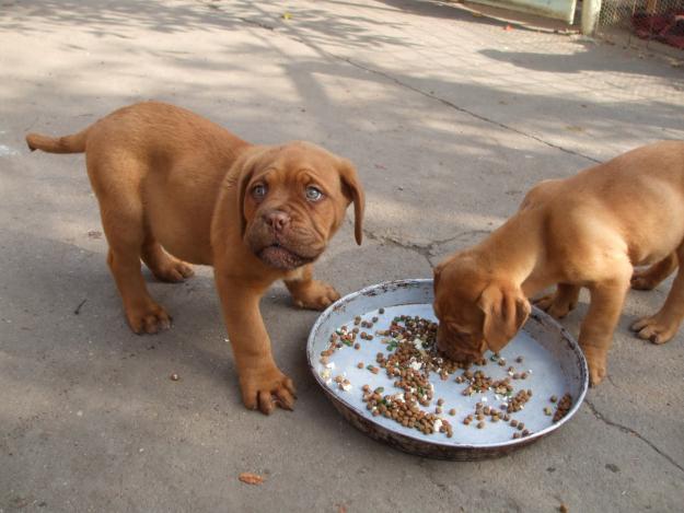 PUISORI DOG DE BORDEAUX - Pret | Preturi PUISORI DOG DE BORDEAUX