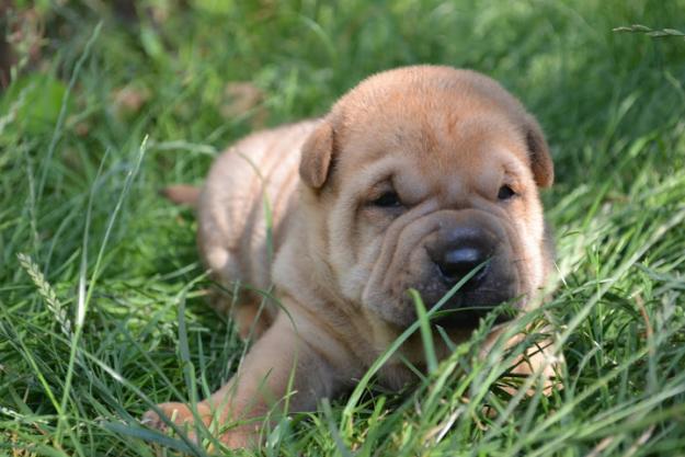 vand pui shar-pei albastrii si maro, 1 luna - Pret | Preturi vand pui shar-pei albastrii si maro, 1 luna