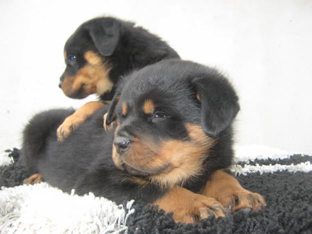 Vand catei ROTTWEILER talie mijlocie - Pret | Preturi Vand catei ROTTWEILER talie mijlocie