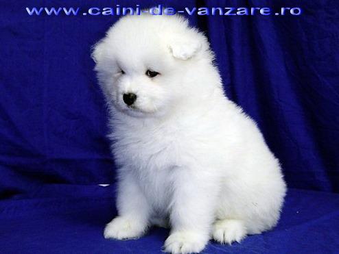 Samoyed de vanzare - Pret | Preturi Samoyed de vanzare