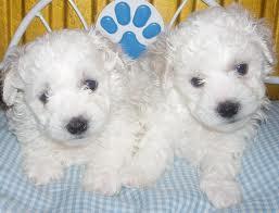 VAND BICHON FRISE TALIE MICA - Pret | Preturi VAND BICHON FRISE TALIE MICA