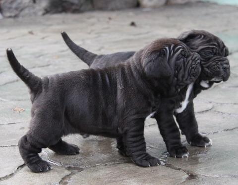 MASTINO NAPOLETANO de vanzare - Pret | Preturi MASTINO NAPOLETANO de vanzare