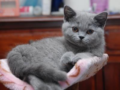 pisici british shorthair blue - Pret | Preturi pisici british shorthair blue