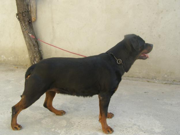 pui rottweiler - Pret | Preturi pui rottweiler