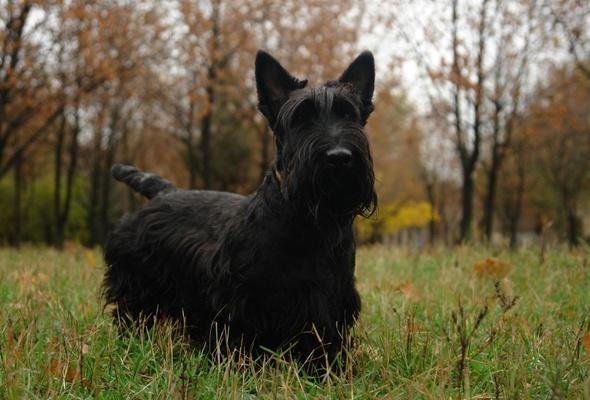 Scottish Terrier de vanzare disponibili acum de Craciun - Pret | Preturi Scottish Terrier de vanzare disponibili acum de Craciun