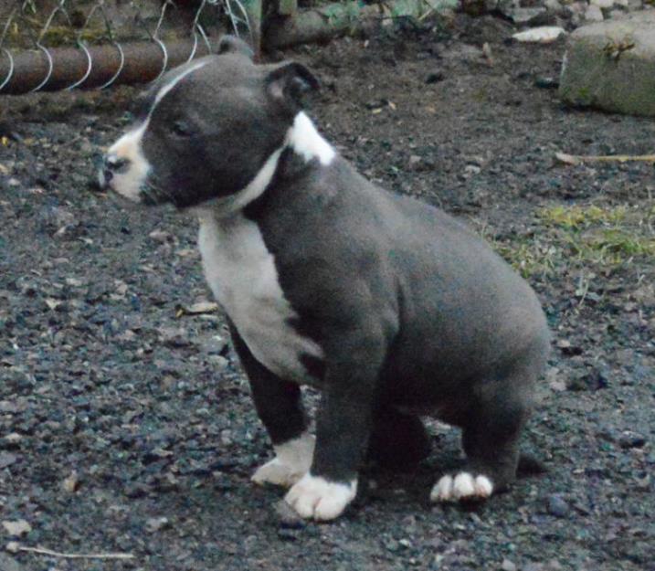 De vanzare pui American Bully - Pret | Preturi De vanzare pui American Bully