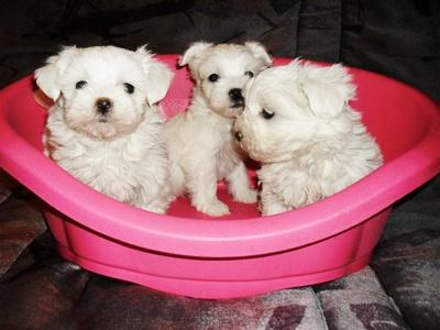 Vand pui Bichon Maltese - Pret | Preturi Vand pui Bichon Maltese