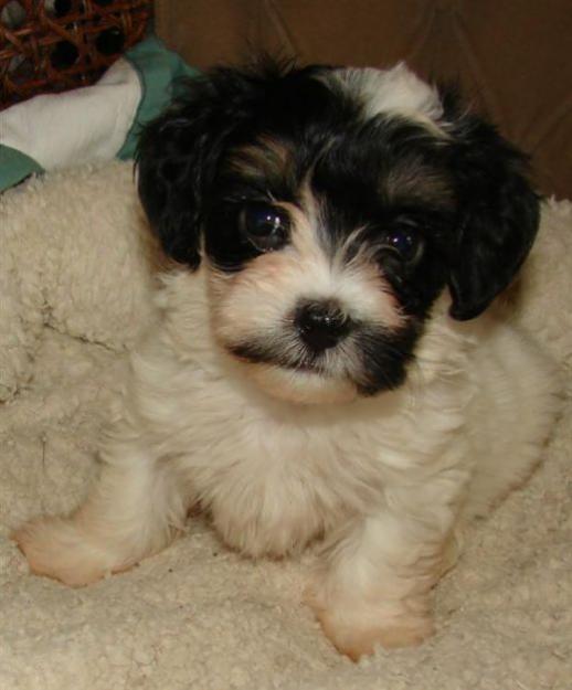 bichonei havanese 500 ron - Pret | Preturi bichonei havanese 500 ron