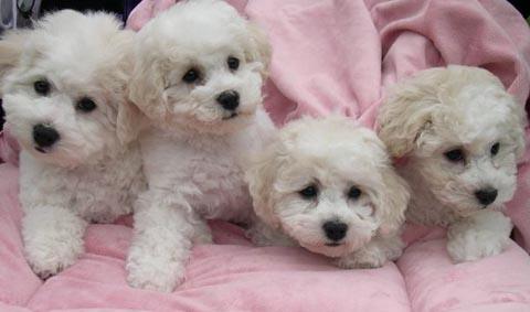 bichon frize albi 600.ron - Pret | Preturi bichon frize albi 600.ron