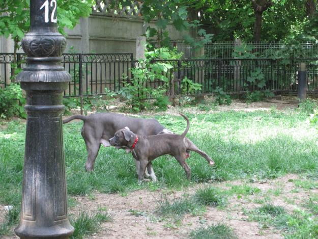 amstaff cu pedigree de vanzare , varsta 3 luni - Pret | Preturi amstaff cu pedigree de vanzare , varsta 3 luni