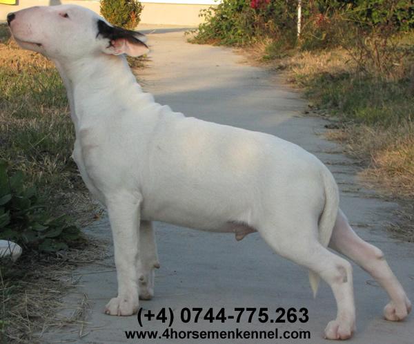 Oferta unica! Pui Bull Terrier - Pret | Preturi Oferta unica! Pui Bull Terrier