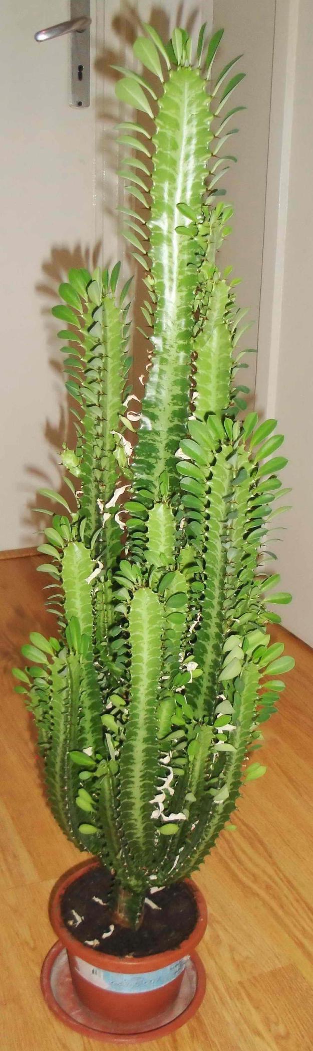 Plante ornamentale - Euphorbia trigona - Pret | Preturi Plante ornamentale - Euphorbia trigona