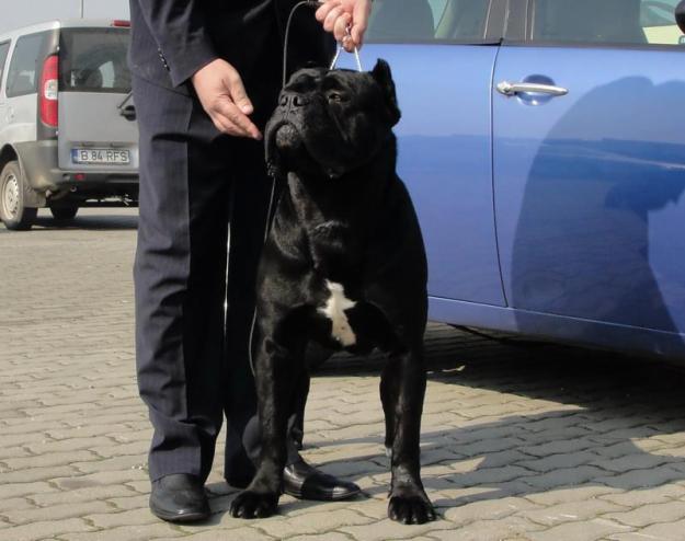 VAND CATEI CANE CORSO - Pret | Preturi VAND CATEI CANE CORSO