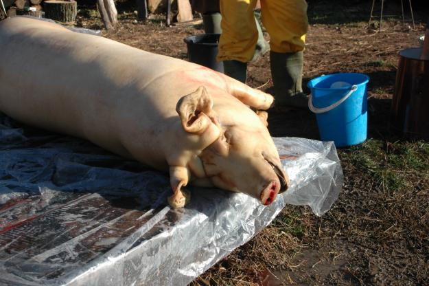 porc pentru craciun - Pret | Preturi porc pentru craciun