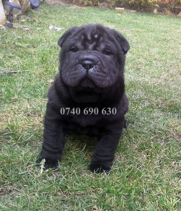 Pui shar pei rasa pura - Pret | Preturi Pui shar pei rasa pura