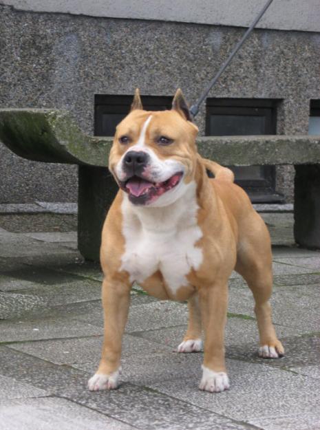 American Staffordshire Terrier Ast Amstaff - Pret | Preturi American Staffordshire Terrier Ast Amstaff