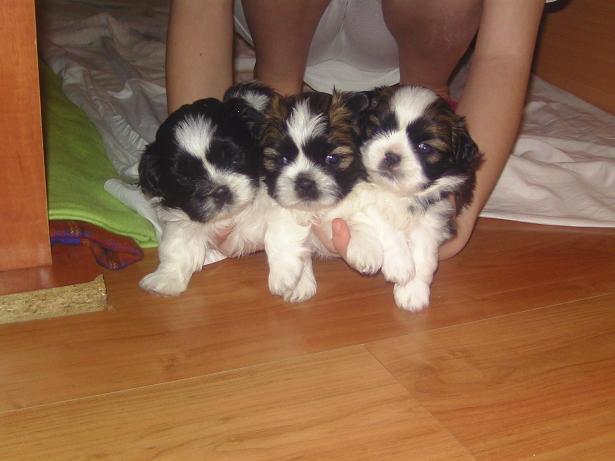 vand puiuti shih tzu - Pret | Preturi vand puiuti shih tzu