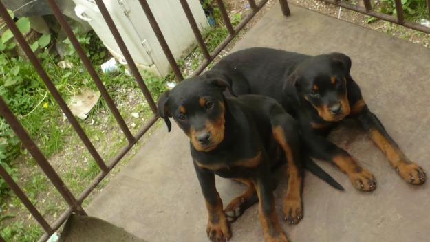 VAND 2 cateluse Rottweiler - Pret | Preturi VAND 2 cateluse Rottweiler