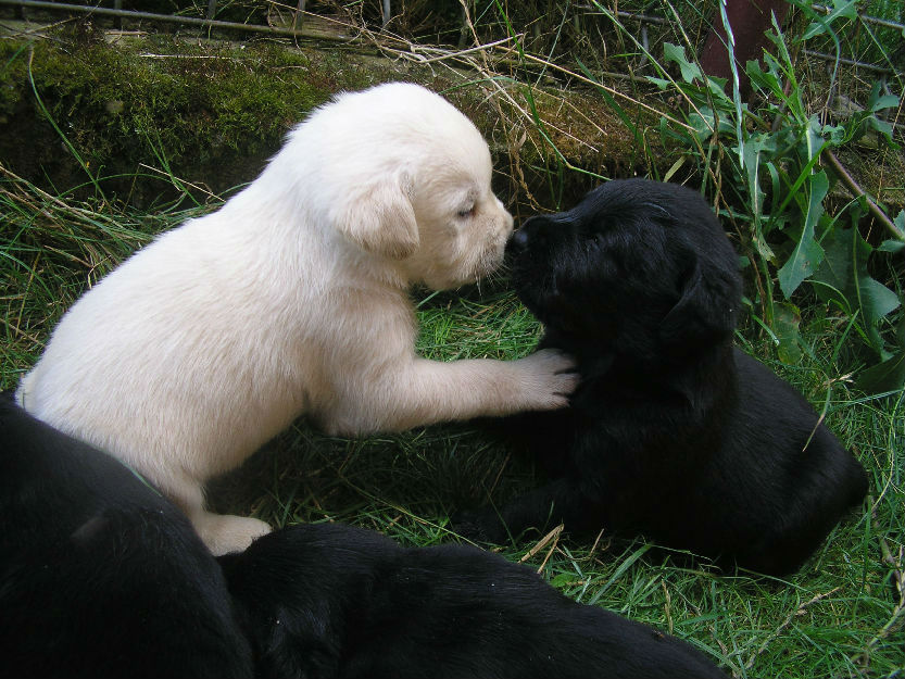 Pui labrador din tata cu pedigree - Pret | Preturi Pui labrador din tata cu pedigree