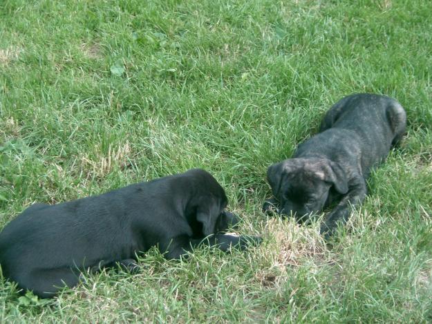 cane corso de vanzare - Pret | Preturi cane corso de vanzare