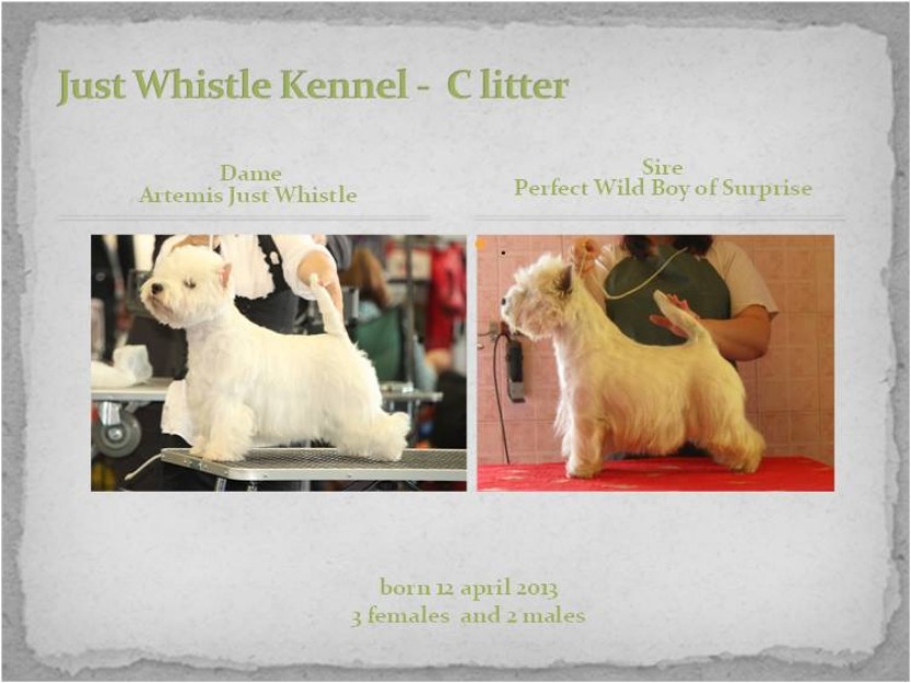 Canisa Just Whistle – face prenotari pentru pui West Higland White Terrier - Pret | Preturi Canisa Just Whistle – face prenotari pentru pui West Higland White Terrier