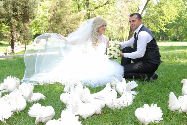 Inchiriez porumbei albi ptr. nunti si diferite evenimente - Pret | Preturi Inchiriez porumbei albi ptr. nunti si diferite evenimente