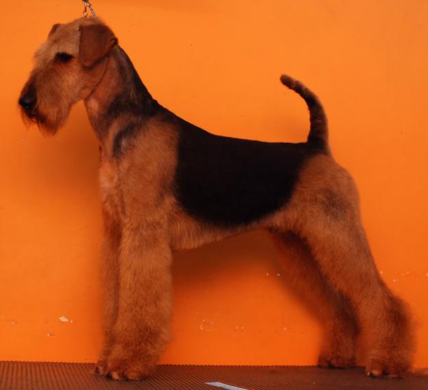 catei AIREDALE TERRIER calitate deosebita - Pret | Preturi catei AIREDALE TERRIER calitate deosebita