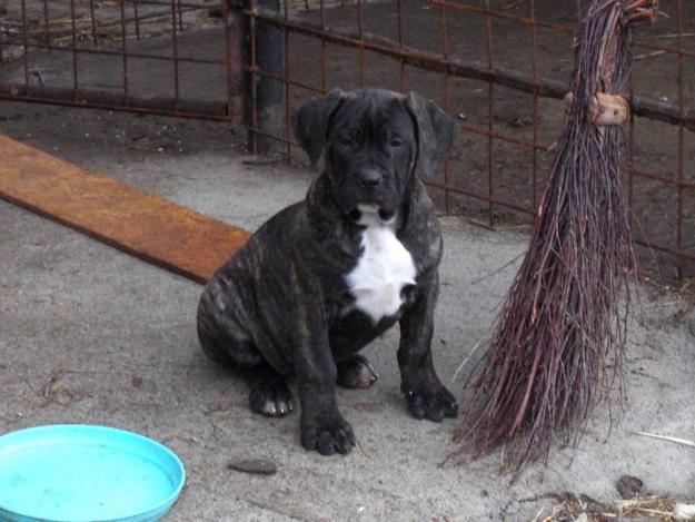 VAND PUI DE CALITATE PERO DE PRESSA DOGO CANARIO - Pret | Preturi VAND PUI DE CALITATE PERO DE PRESSA DOGO CANARIO